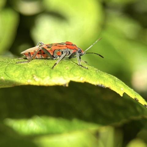 The seed bug (Sphilotethus pandurus) eats flowers, seeds, and certain poisonous plants to become toxic itself to many predators.