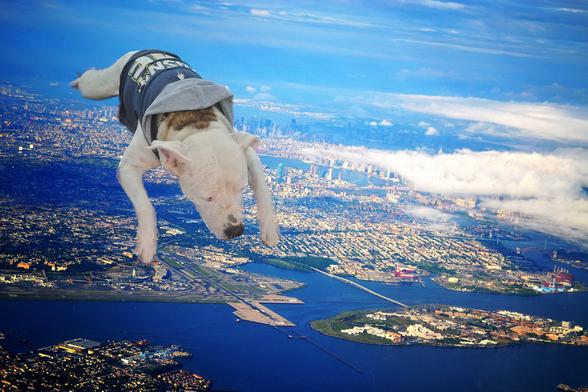 Dog flying over New York