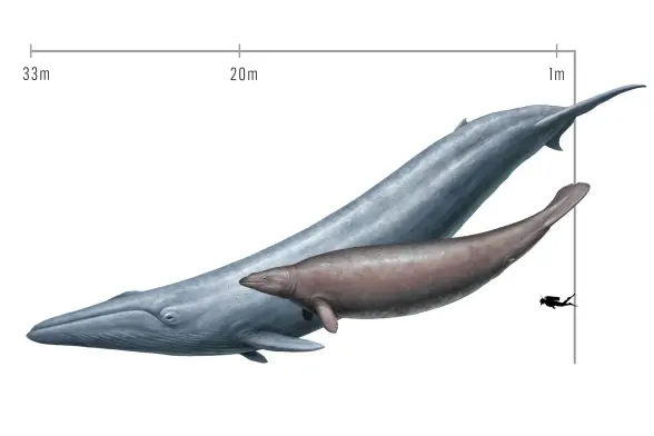 A comparison of Perucetus colossus, right, with a blue whale.