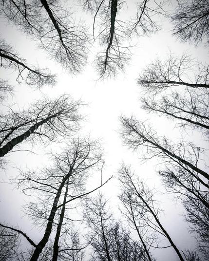 Looking up towards the sky and surrounded by trees. Happy Leap Day