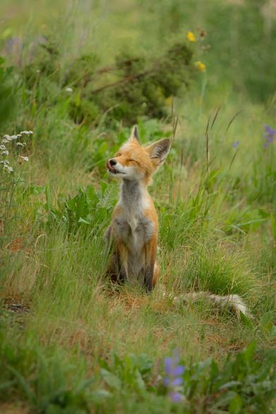 A fox sitting in a grassy field with its head tilted back and eyes closed.