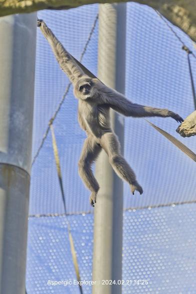 Silvery Gibbon swinging across its enclosure at Chester zoo.