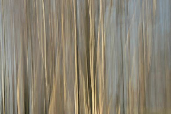 Intentional camera movement photography is where art and technology collide and the end result is somewhat unpredictable. This is a photo of silver birch trees taken with a slow shutter speed whilst moving the camera vertically to produce a dream like blur.