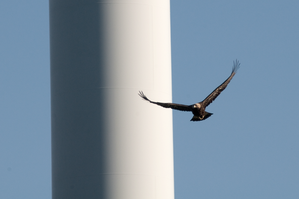 photo - eagle soaring near wind turbine pylon