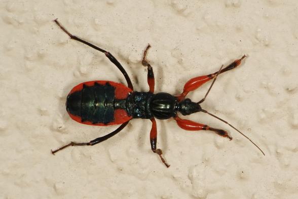 Gloss black true bug with scarlet front legs and the same colour at the base and in a zigzag along the edges of the oval abdomen.
