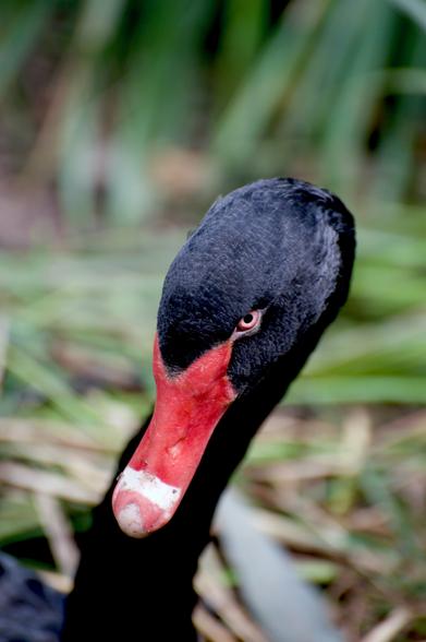 Swan, Black Swan, angry Swan, red beak, red eye, black feathers, angry stare, head shot