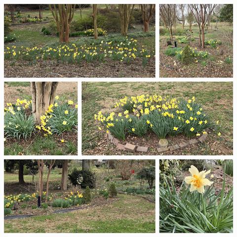 Flower beds of daffodils