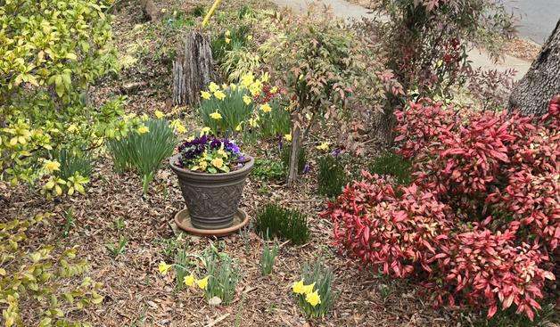 Flower beds of daffodils
