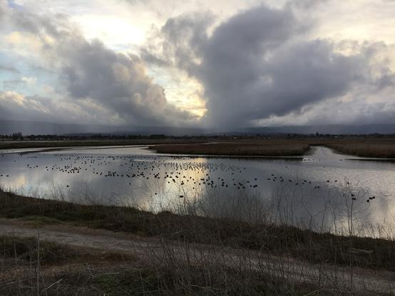 Dramatic clouds at dusk reflected in a wide channel of water at the edge of a wetland. The water is dotted with many backlit waterfowl of various types. On the far side of the marsh, rain is falling from some of the clouds.