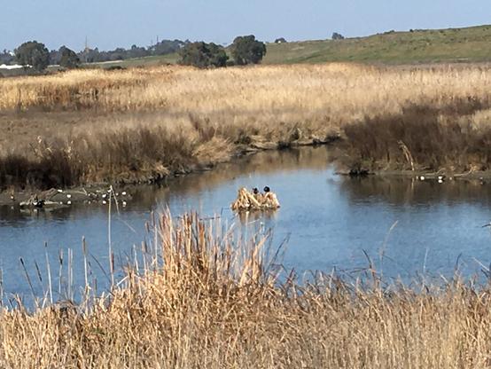 Daytime scene of tall dried marsh grasses cut through with water channels. Along the muddy banks and on a tuft of plants in the water are about twenty ducks. While they are not clearly in focus, their coloration suggests most are northern shovelers, whose white breasts stand out clearly.