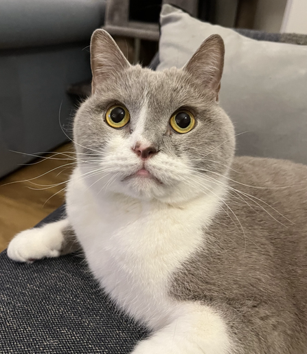 Photo of a light grey and white cat with yellow eyes looking at the camera . He has round cheeks