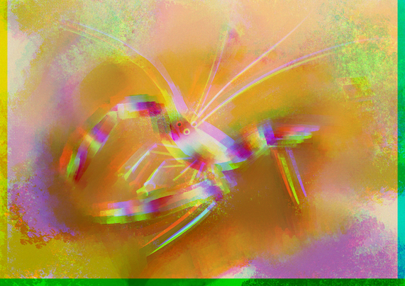 A blurry striped shrimp on a sponge.