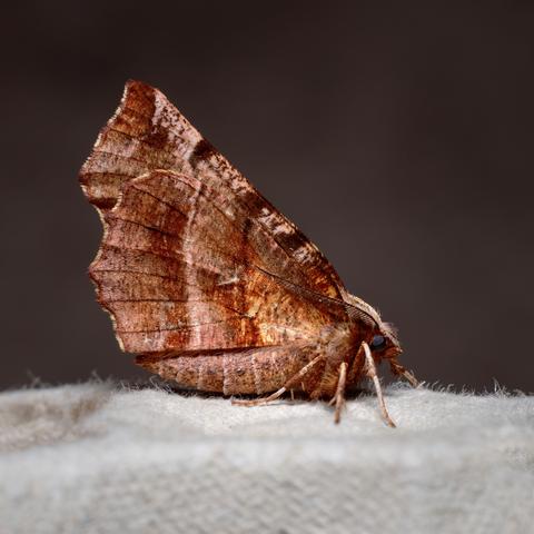 Early Thorn moth