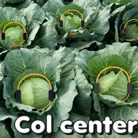 Foto de un montón de coles en la huerta todas con auriculares puestos para llamar por teléfono... Escrito en la foto...
Título de la foto...
Col Center
