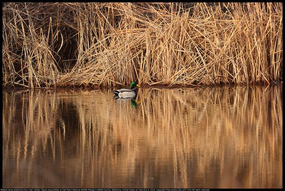 A Mallard (Anas platyrhynchos) was swimming near cattails (Typha angustifolia) at Salt Plains National Wildlife Refuge in Alfalfa County, Oklahoma, United States on February 9, 2024.