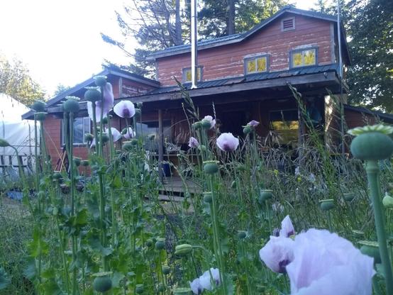 My beautiful home in the remote mountain wilderness, completely off-grid, seen through the poppies in my garden.

Before the fires came a couple of years later.

18 June 2018

#tallship #wilderness #off_grid #home

⛵

.