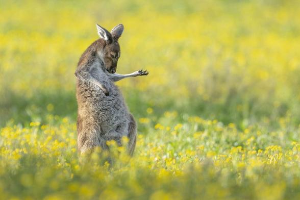 Jason Moore (Australian)
with their picture
Air Guitar Roo
“I was driving past a mob of Western Grey Kangaroos feeding in an open field that was filled with attractive yellow flowers. I had my camera with me, so I stopped to grab a few photos. I suddenly noticed this individual adopt a humorous pose - to me it looks like he's practising strumming on his Air Guitar.”