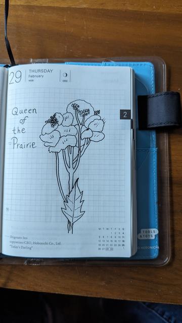 A pen and ink drawing of Queen of the prairie