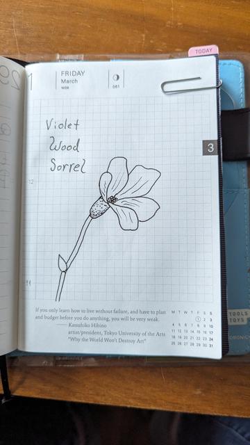 A pen and ink drawing of a violet wood sorrel
