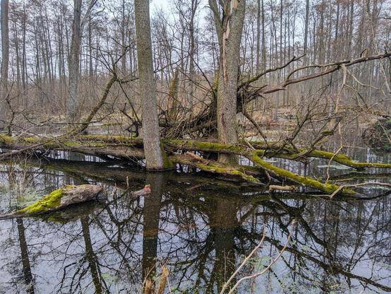 Las zalany przez bobry. Pomiędzy stojącymi w mętnej wodzie drzewami leży kilka przewróconych pni, które porasta mech.