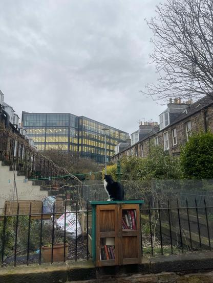 A cat sitting on top of a small wooden book-sharing box with books inside, in front of a fenced residential area with a backdrop of a modern office building and overcast sky.
