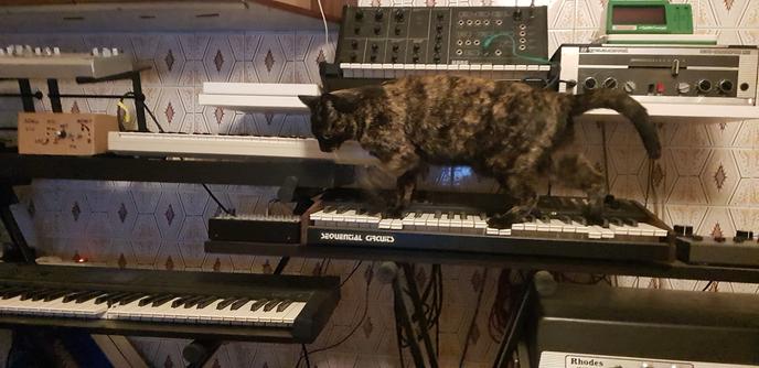 A tabby cat is casually strolling across my Sequential Circuits Six-Trak synth, playing the musically interesting choice of a B dim b9 11 chord, seconds before continuing to jump onty my CASIO VZ-1 synth...