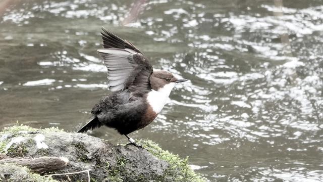 A dipper standing facing to the right on a mossy rock beside a river with its wings spread up high behind it. Its body is brown, various shades, and neck and chest white.