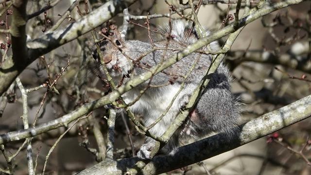 A grey squirrel perched at an angle among loads of branches eating red shoots in a tree. It almost looks like giant bunny in there.