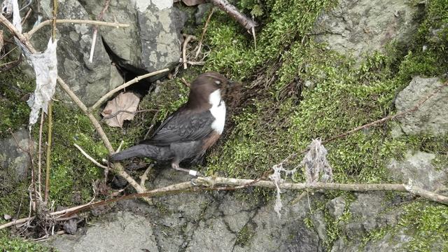A dipper perched on a branch in front of a mossy rocky wall. It was pulling moss off the wall, for its nest.