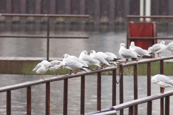 Eine Gruppe Lachmöwen sitzen auf dem Geländer vom Osthafen der Spree & reinigen ihr Gefieder. Die Wetterlage ist grau, trüb.