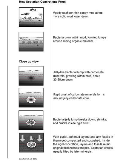 A cartoon graphic showing How Septarian Concretions Form 
Muddy seafloor: thin soupy mud at top,o more solid mud lower down
Bacterian grow around rotting organic material 

Close up view 

Jelly-like bacterial lump with carbonate minerals, growing within mud, about 30-50cm down. 

Rigid crust of carbonate minerals forms O around jelly/carbonate core. 

Bacterial jelly lump breaks down, shrinks, and cracks inside rigid crust l l With burial, soft mud layers (and any fossils in b them) get compacted and squashed. Inside the rigid concretion, layers and fossils retain original thicknesses/shapes. 
Septarian cracks usually filled by later minerals.