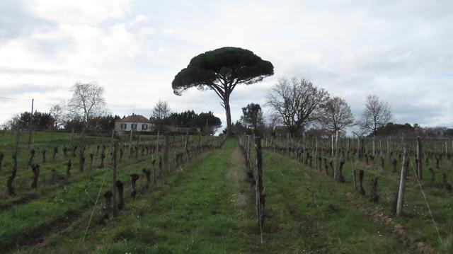 Pin parasol qui trône en bout d'un rang de vigne