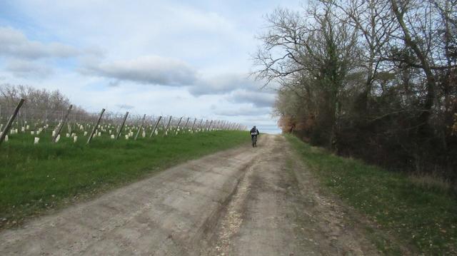 L'homme à VTT sur une large piste qui monte le long des vignobles.