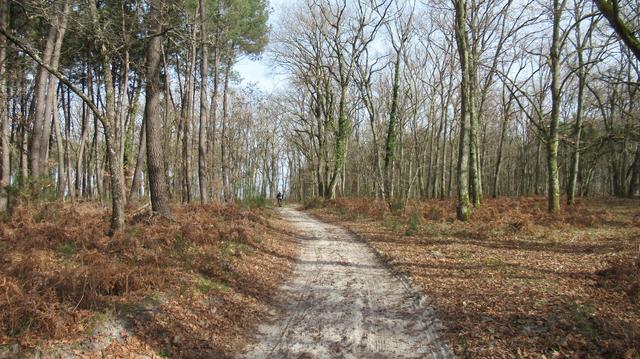 Chemin sablonneux dans les Landes de Gascogne.