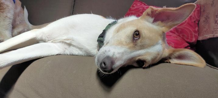 Photo of a white and tan Podenco dog lying on a brown sofa against a red cushion.