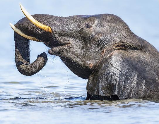 Head and shoulders of an elephant in the Chobe River; trunk is hangin over one of the tusks.