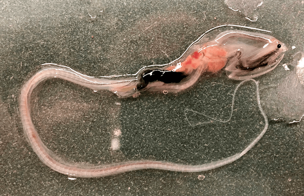 Because of the extreme depths at which swallowers and gulpers live, little is known about their behavior. They have thin, ribbonlike larvae that are transparent, or see-through.