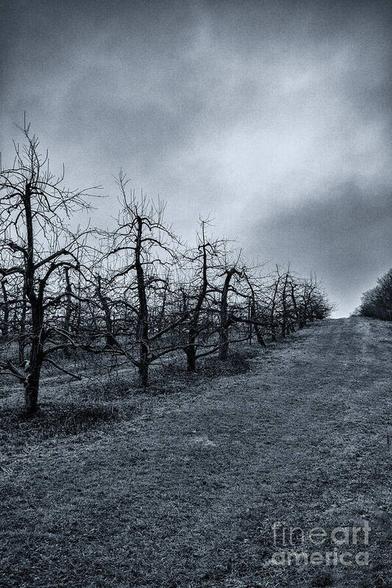 B&W photo of bare apple trees in an orchard. Taken on a foggy, rainy day in Orange County, NY