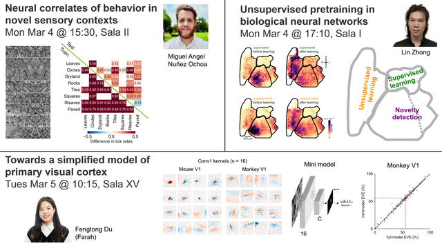 Neural correlates of behavior in novel sensory contexts, Mon Mar 4 @ 15:30, Sala II; Unsupervised pretraining in biological neural networks, Mon Mar 4 @ 17:10, Sala I; Towards a simplified model of primary visual cortex, Tues Mar 5 @ 10:15, Sala XV