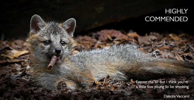 Submitted by Dakota Vaccaro (American)
with their picture
Excuse me sir but I think you're a little too young to be smoking.

“While I was working deep in the Virginian woods, a family of grey foxes took up residence under the deck of the abandoned cottage next to my work housing. One day while practicing their hunting skills on bits of moss and branches, one of the kits lunged at a small chunk of wood and started rolling around with his prize. Tired after his hunt the kit lounged on his belly still holding the wood in his mouth which gave the strong resemblance of a cigar. I was very envious of the kit at this moment cause who wouldn't want to just lay around all day relaxing.”