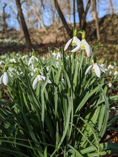 A field of snowdrop flowers