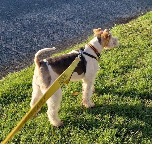 Ted, he's had a groom so he looks a very smart terrier, his grey splodges show up well, his tail is skinny, he's no longer a floof.