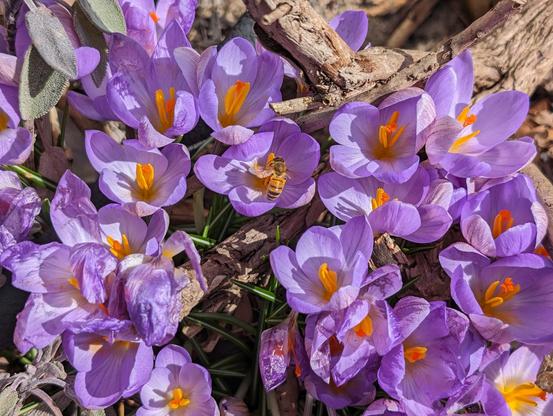 A bee on a few crocuses.
