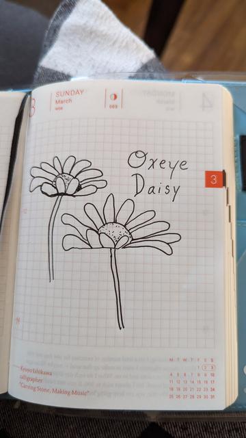 A pen and ink drawing of an oxeye daisy