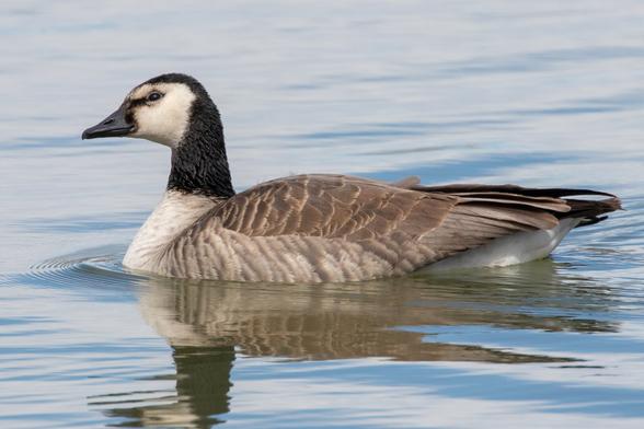 A Canada Goose swimming on a lake. The coloration pattern on its head is unusual, with more white feathers close to the bill and a black eye line. It may be leucistic.