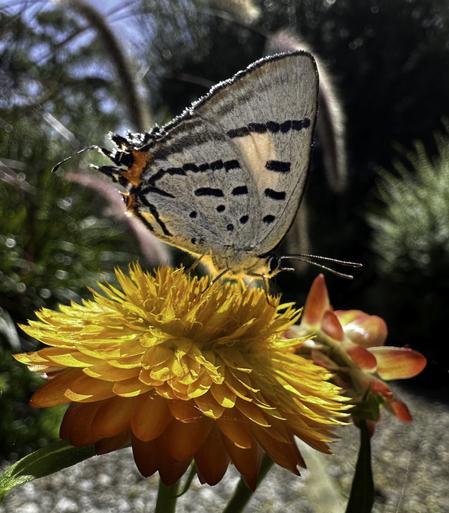 Common imperial blue / imperial hairstreak (Jalmenus evagoras)