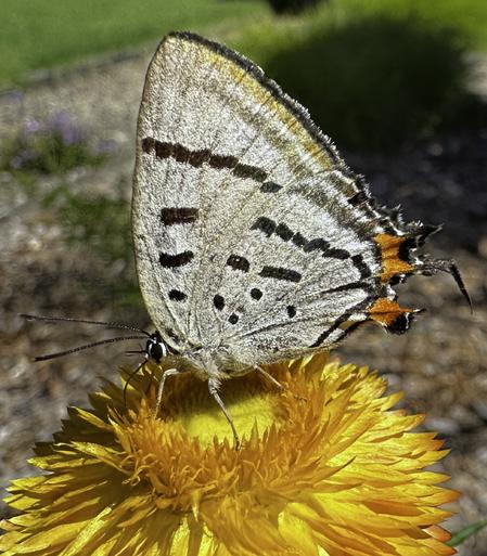 Common imperial blue / imperial hairstreak (Jalmenus evagoras)