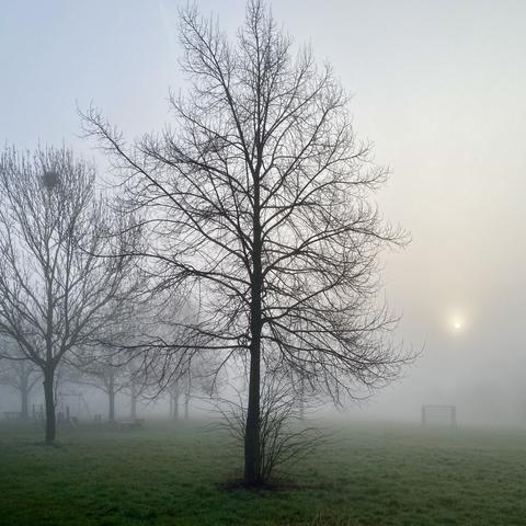 Tree silhouettes in the park next to where I live. The sun is still low and looks like the moon through the fog.
