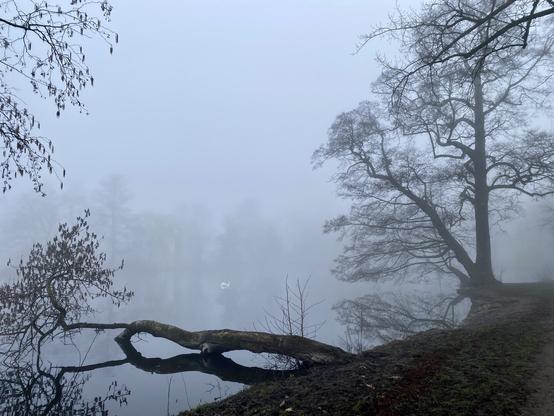 One of the ponds with tree silhouettes and a swan.
