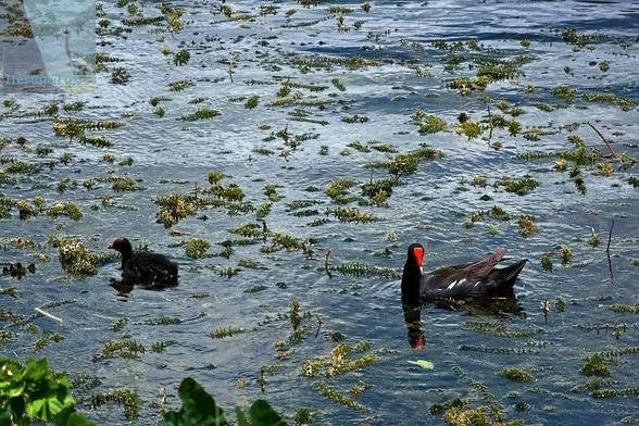 An outdoor, daylight photograph of two birds swimming on a pond with green vegetation visible in the water. The bird on the left is black, except for a red shield on its forehead and at the tip of its yellow bill. The bird on the left is a chick of the other bird, and its black feathers and red forehead shield aren’t completely filled in.